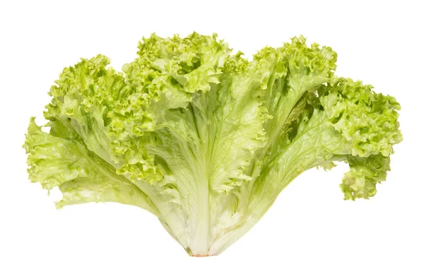 Krauses hellgrünes Salat auf weißem Hintergrund. — Stockfoto