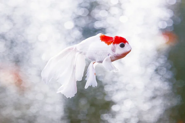 Exclusive Red Cap Oranda Gold Fish Close — Stock Photo, Image