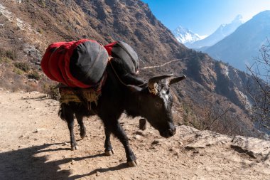 Dağlarda hareket eden siyah ipeksi hayvan, güneşli Nepal.