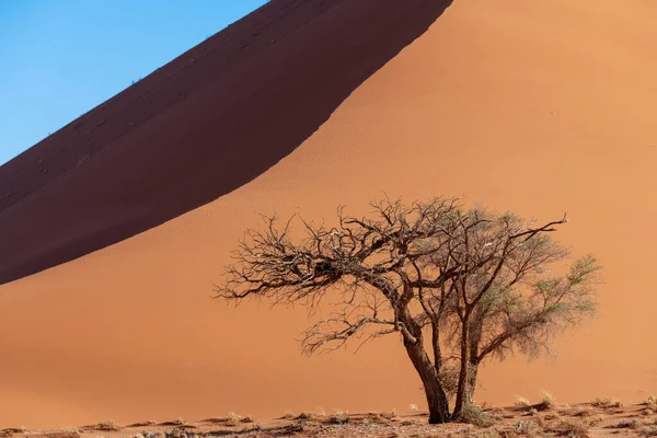 Mächtige Thunfische Blauen Himmel Mit Einem Baum Der Nähe Der — Stockfoto