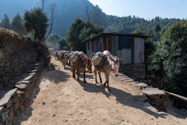 Eşek sıcak, güneşli bir Nepal 'de yürüyor..