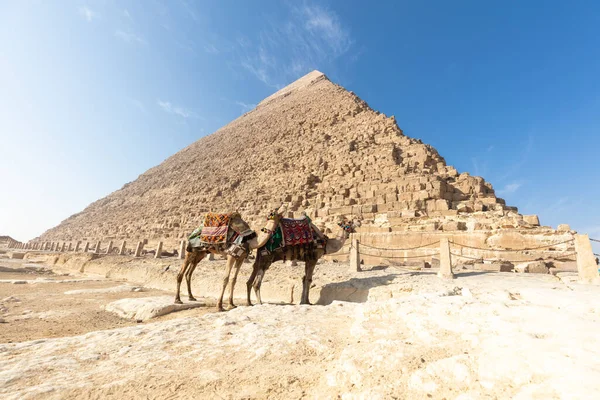 Beduin Kamel Nära Pyramider Öknen — Stockfoto