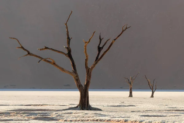 Tonplateau Teil Der Namib Naukluft Wüste Toter See Mit Abgestorbenen — Stockfoto