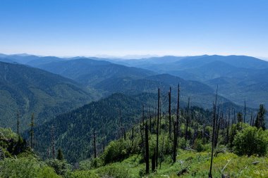 Gorny Altai 'nin taygasının manzarası, açık bir sis, sedir ve ovalarda akan bir nehir. Kokuya Dağı 'ndan görüntü 
