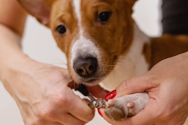 Dog basenji nail safety trimming with clippers at grooming salon
