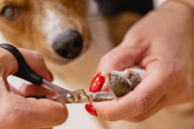 Dog basenji nail safety trimming with clippers at grooming salon