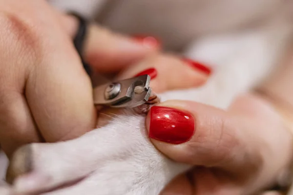 Dog Basenji Nail Safety Trimming Clippers Grooming Salon — Fotografia de Stock