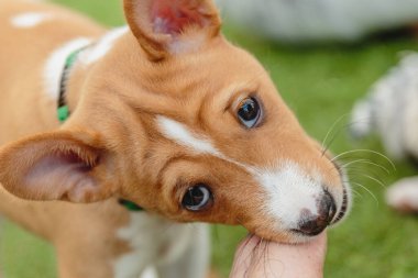 Basenji köpek yavrusu. Kameraya doğru bakan portreyi kapat.