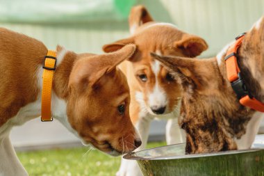 Basenji yavruları evde taze yemek yiyorlar. Yakın plan.