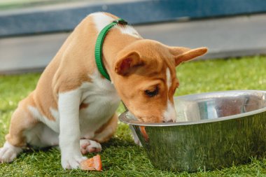 Basenji köpek yavrusu evde taze yemek yiyor.