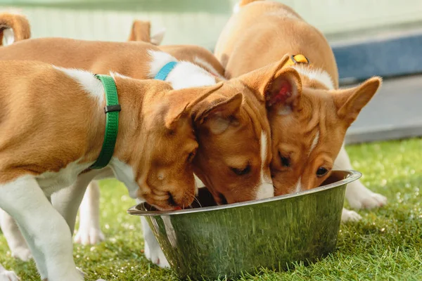 Basenji puppies eating together fresh food at home close up