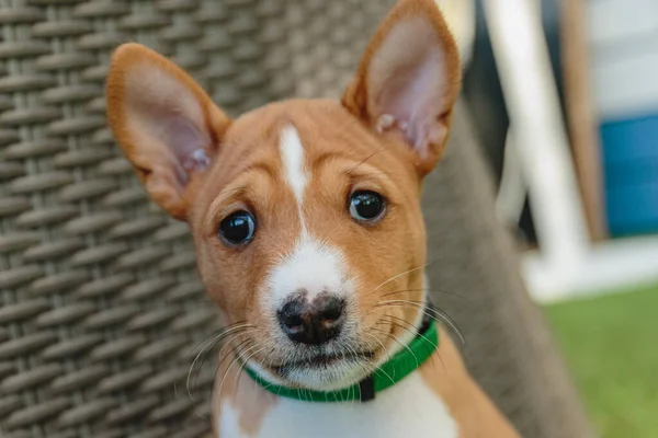 Basenji Dog Puppy Close Portrait Looking Front Camera — Stock Photo, Image
