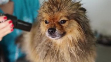 Tımarcı Pomeranya köpekleri evcil hayvan salonunda duş alıyor ve profesyonel saç kesimi yaptırıyor.
