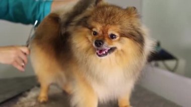 Tımarcı Pomeranya köpekleri evcil hayvan salonunda duş alıyor ve profesyonel saç kesimi yaptırıyor.