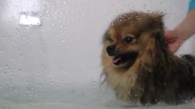 Tımarcı Pomeranya köpekleri evcil hayvan salonunda duş alıyor ve profesyonel saç kesimi yaptırıyor.