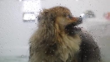 Tımarcı Pomeranya köpekleri evcil hayvan salonunda duş alıyor ve profesyonel saç kesimi yaptırıyor.