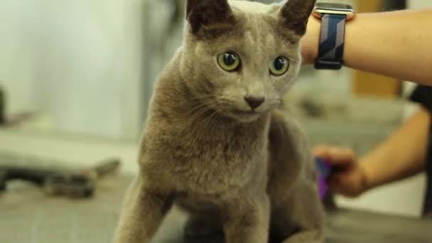 ペットサロン毛皮ブラッシングでロシアの青い猫をグルーミングし 専門的なサービスを取得 — ストック動画