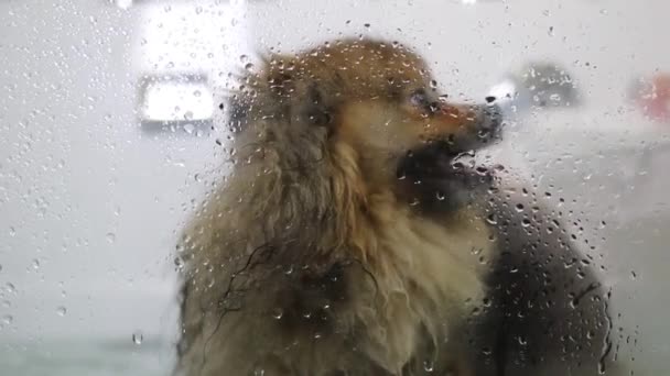 Груминг Померанская Собака Spitz Зоосалоне Душ Получить Профессиональную Стрижку — стоковое видео