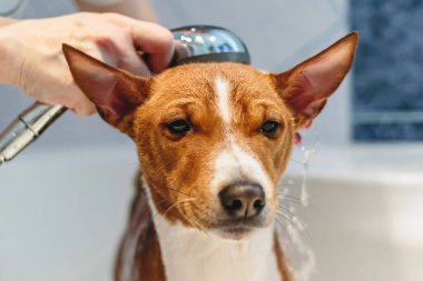 Basenji köpek yıkama ve evdeki banyoda bakım