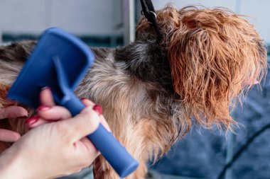 Yorkshire teriyeri köpek yıkıyor ve evdeki banyoda tımar ediyor.