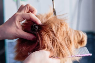 Yorkshire teriyeri köpek yıkıyor ve evdeki banyoda tımar ediyor.