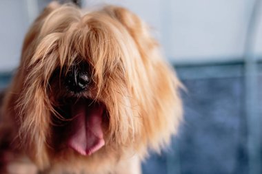 Yorkshire teriyeri köpek yıkıyor ve evdeki banyoda tımar ediyor.