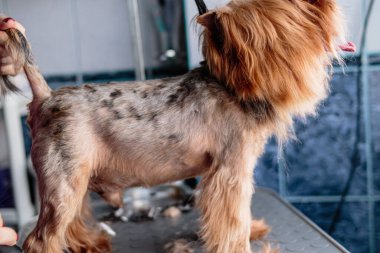 Yorkshire teriyeri köpek yıkıyor ve evdeki banyoda tımar ediyor.