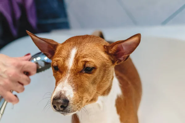 Basenji Dog Washing Grooming Room Home — Stok Foto
