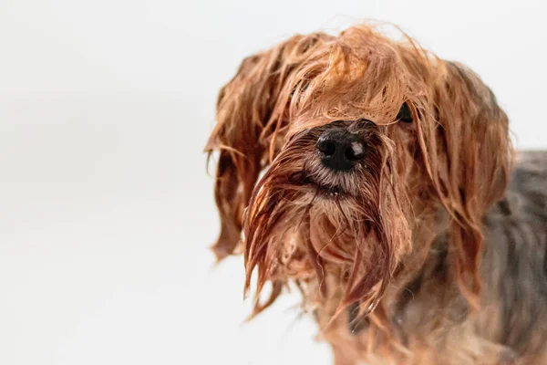 Yorkshire Terrier Hund Tvätt Och Grooming Badrummet Hemma — Stockfoto