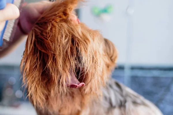 Yorkshire Terrier Lavado Perros Aseo Baño Casa —  Fotos de Stock