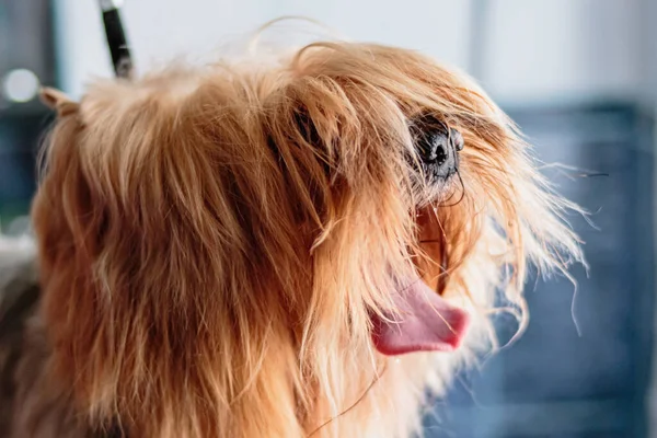 Yorkshire terrier dog washing and grooming in bathroom at home