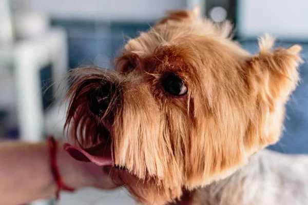 Yorkshire Terrier Hund Tvätt Och Grooming Badrummet Hemma — Stockfoto