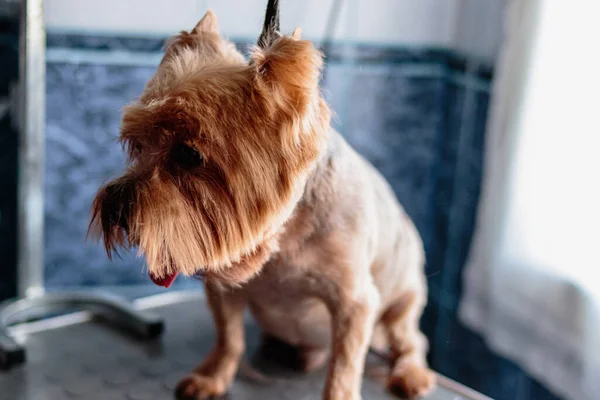 Yorkshire Terrier Hund Tvätt Och Grooming Badrummet Hemma — Stockfoto