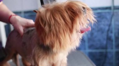 Yorkshire teriyer köpeğini evdeki tuvalette tımar edip kesiyor.