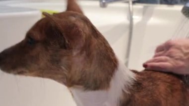 Bakımcı, evdeki banyoda Basenji köpeğini yıkıyor.