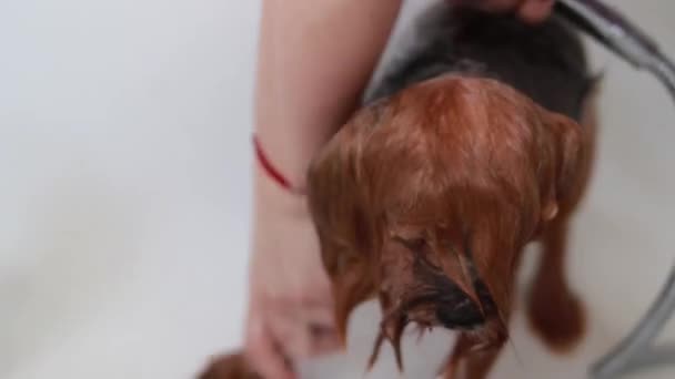 Περιποίηση Και Πλύσιμο Yorkshire Terrier Σκυλί Στο Μπάνιο Στο Σπίτι — Αρχείο Βίντεο