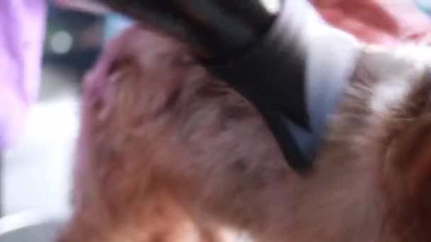 Limpeza Secagem Yorkshire Terrier Cão Banheiro Casa — Vídeo de Stock