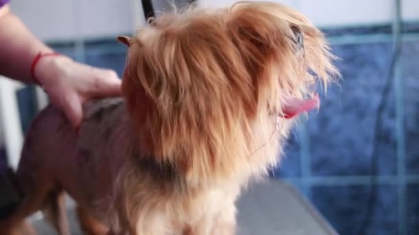 Îngrijirea Tăierea Câinelui Terrier Yorkshire Baie Acasă — Videoclip de stoc