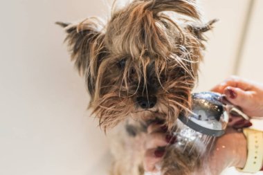 Yorkshire teriyeri köpek yıkıyor ve evdeki banyoda tımar ediyor.