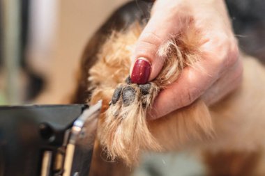Yorkshire teriyeri köpek tımar ve fırçalama evde banyo