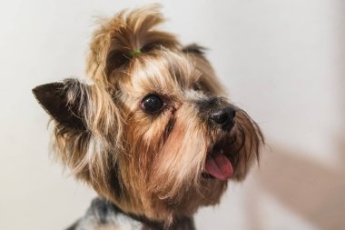Yorkshire teriyer köpeği evdeki banyoda saç kesiyor.