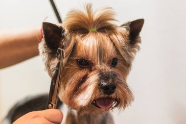 Yorkshire teriyer köpeği evdeki banyoda saç kesiyor.