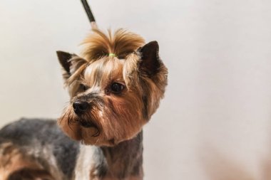 Yorkshire teriyer köpeği evdeki banyoda saç kesiyor.