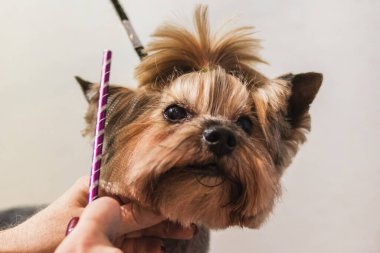 Yorkshire teriyer köpeği evdeki banyoda saç kesiyor.