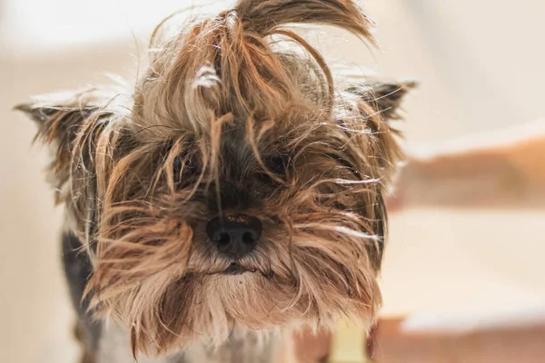 Yorkshire Terrier Hund Tvätt Och Grooming Badrummet Hemma — Stockfoto