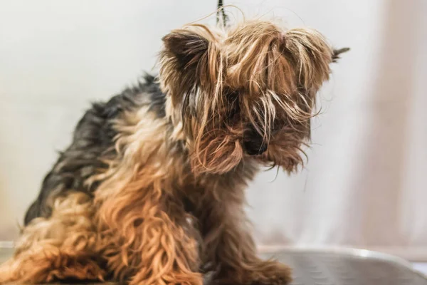 Yorkshire terrier dog washing and grooming in bathroom at home