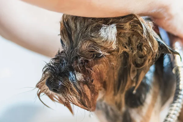 Yorkshire terrier dog washing and grooming in bathroom at home
