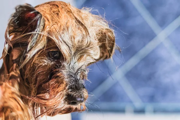 Yorkshire terrier dog washing and grooming in bathroom at home