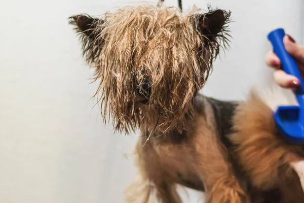 Yorkshire terrier dog grooming and brushing in bathroom at home