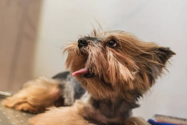 Yorkshire Terrier Hund Grooming Och Borstning Badrummet Hemma — Stockfoto